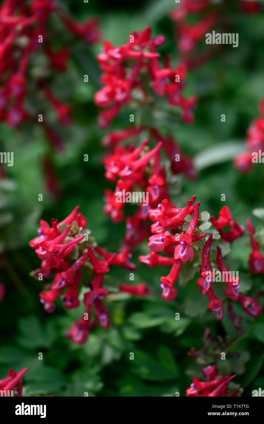 Corydalis solida George Baker,fleurs,rouge,formant touffe,printemps,flower,fleurs,bois,bois,ombre ombre ombre,RM,Floral Banque D'Images