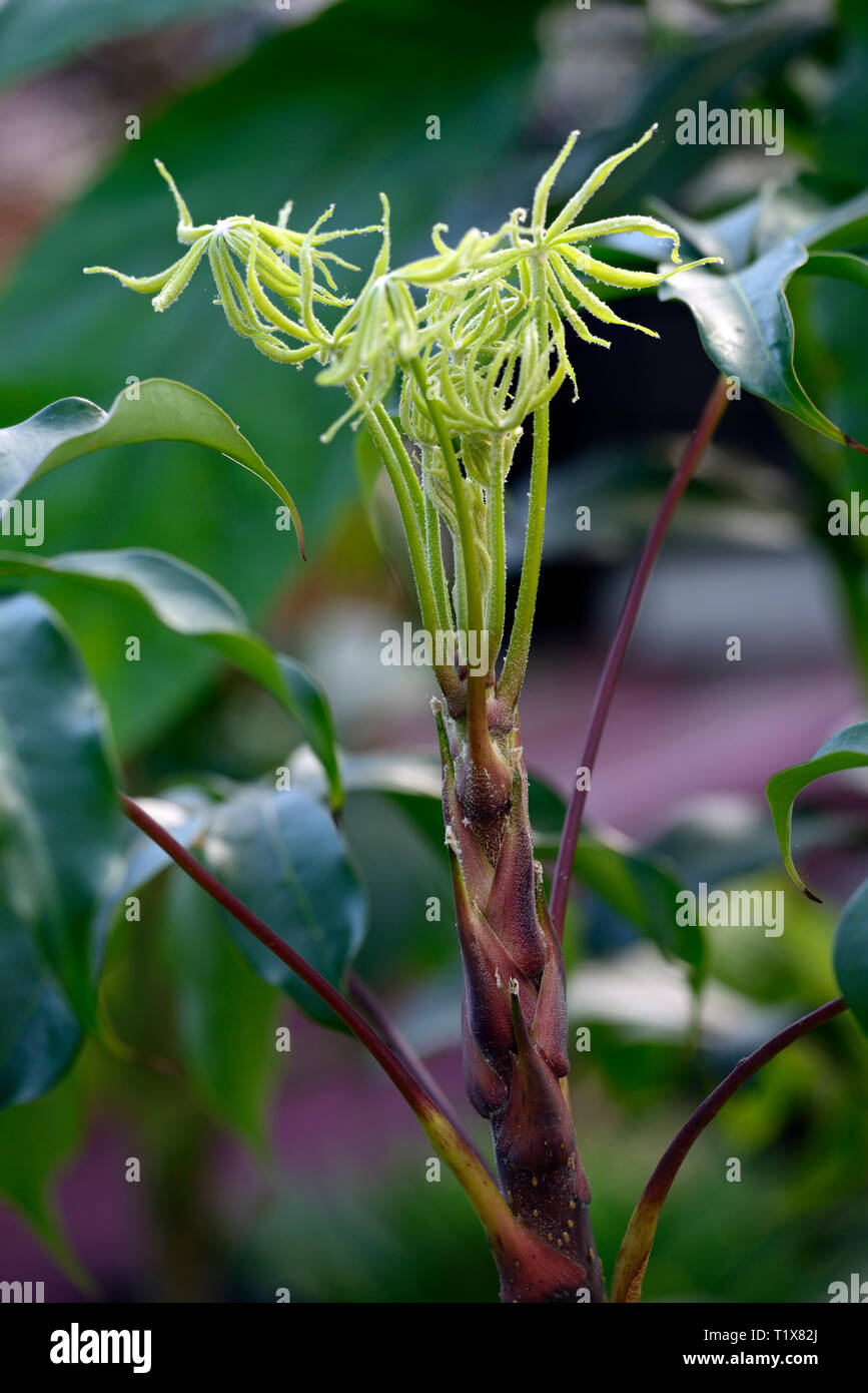 Schefflera shweliensis,feuilles,feuillage rouge,etuve,tiges tige arbre,arbuste,arbustes,Fleurs,RM Banque D'Images Schefflera shweliensis,feuilles,feuillage rouge,etuve,tiges tige arbre,arbuste,arbustes,Fleurs,RM Banque D'Images