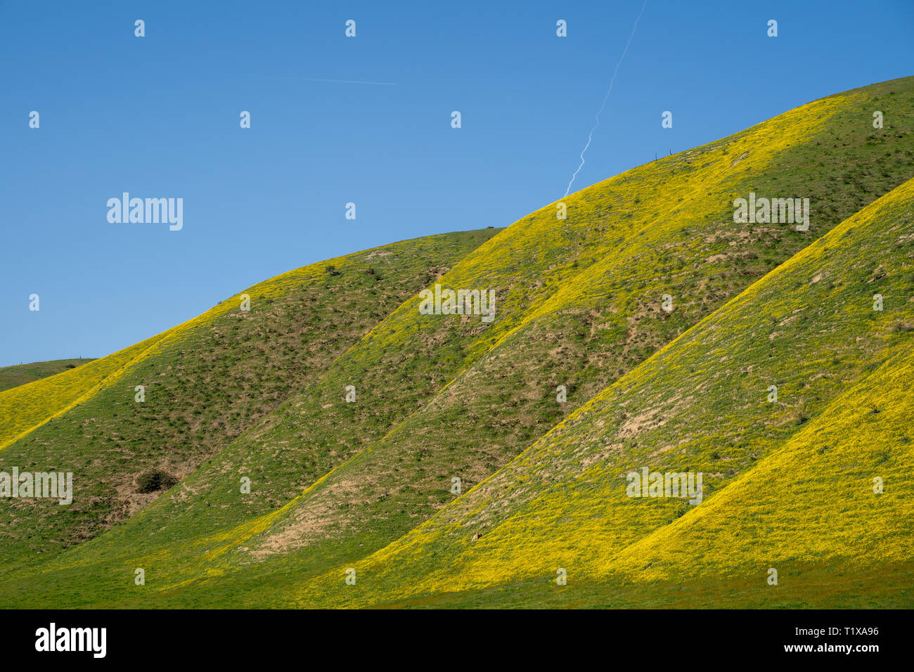 Collines de Carrizo Plain National Monument sont couvertes de fleurs sauvages jaunes marguerites (hillside) au cours de la Californie superbloom au printemps Banque D'Images