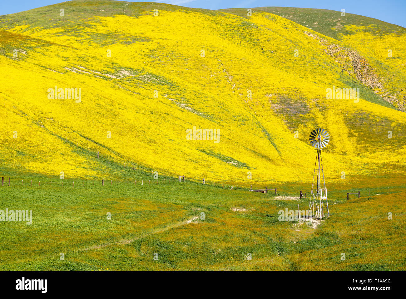 Moulin rustique dans la région de Carrizo Plain National Monument au cours de la Californie. superbloom Collines sont tapissées de fleurs sauvages jaunes daisie (hillside Banque D'Images