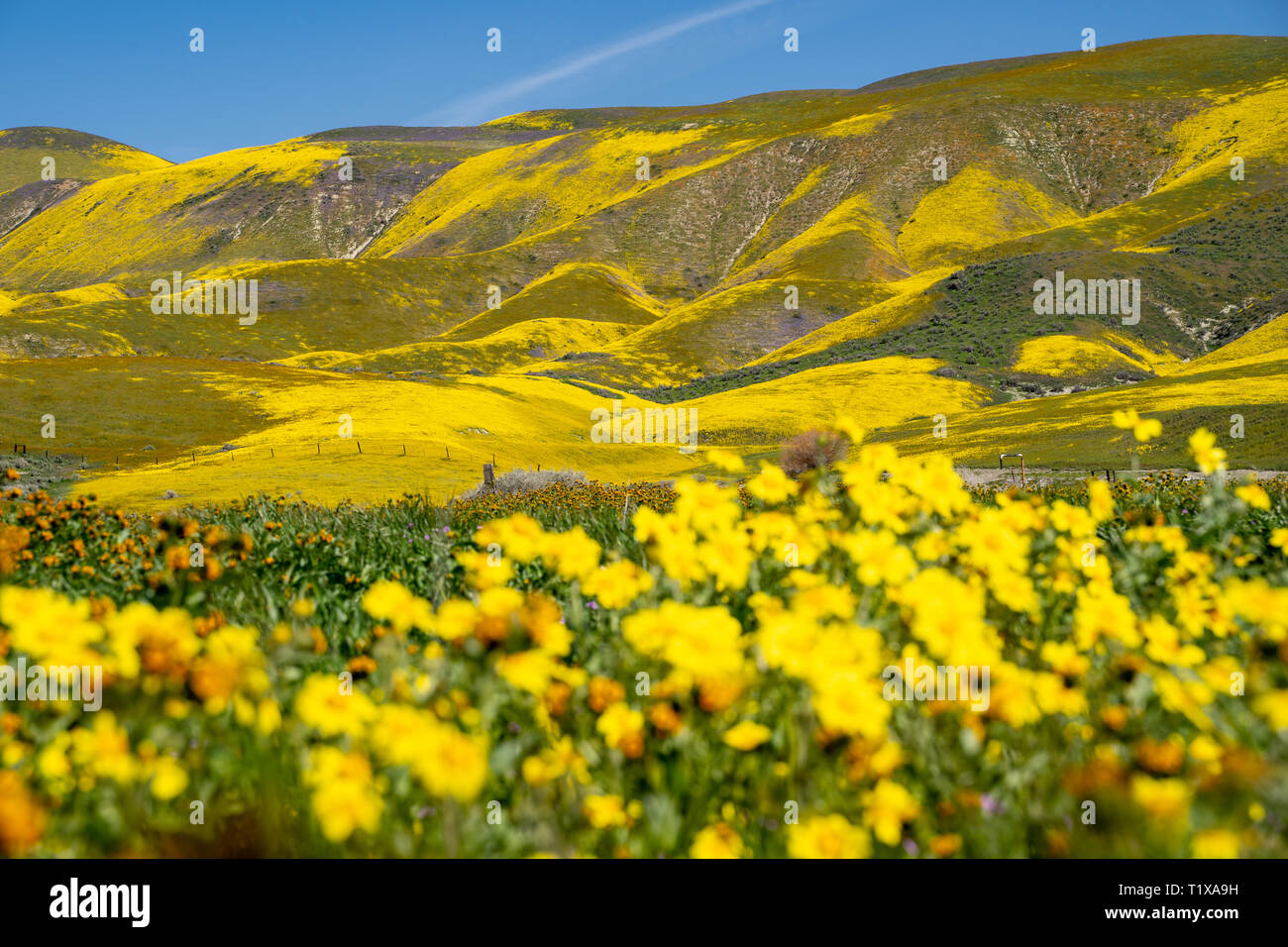 Carrizo Plain National Monument au cours de la Californie 2019 superbloom. Colline de flou artistique intentionnellement daisy fleurs sauvages en premier plan Banque D'Images