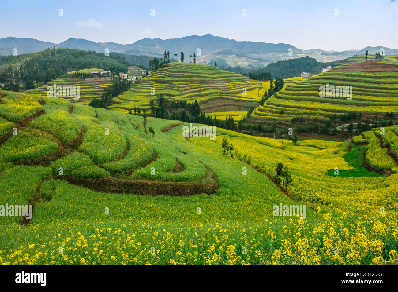 Les champs en terrasses vert et jaune de fleurs de colza en fleurs dans le Yunnan Banque D'Images