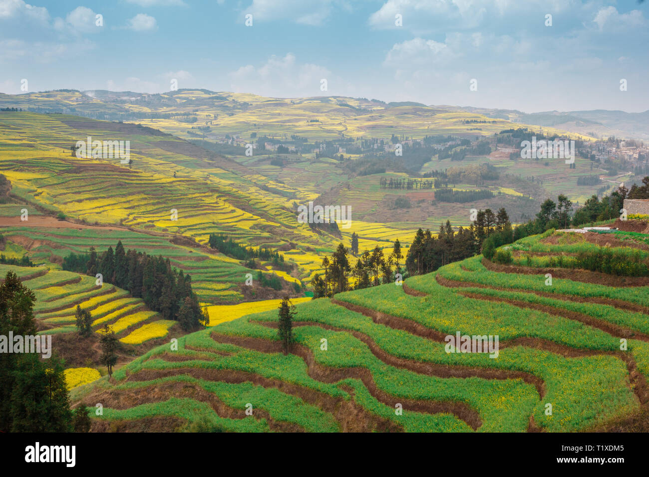 Les champs en terrasses vert et jaune de fleurs de colza en fleurs dans le Yunnan Banque D'Images