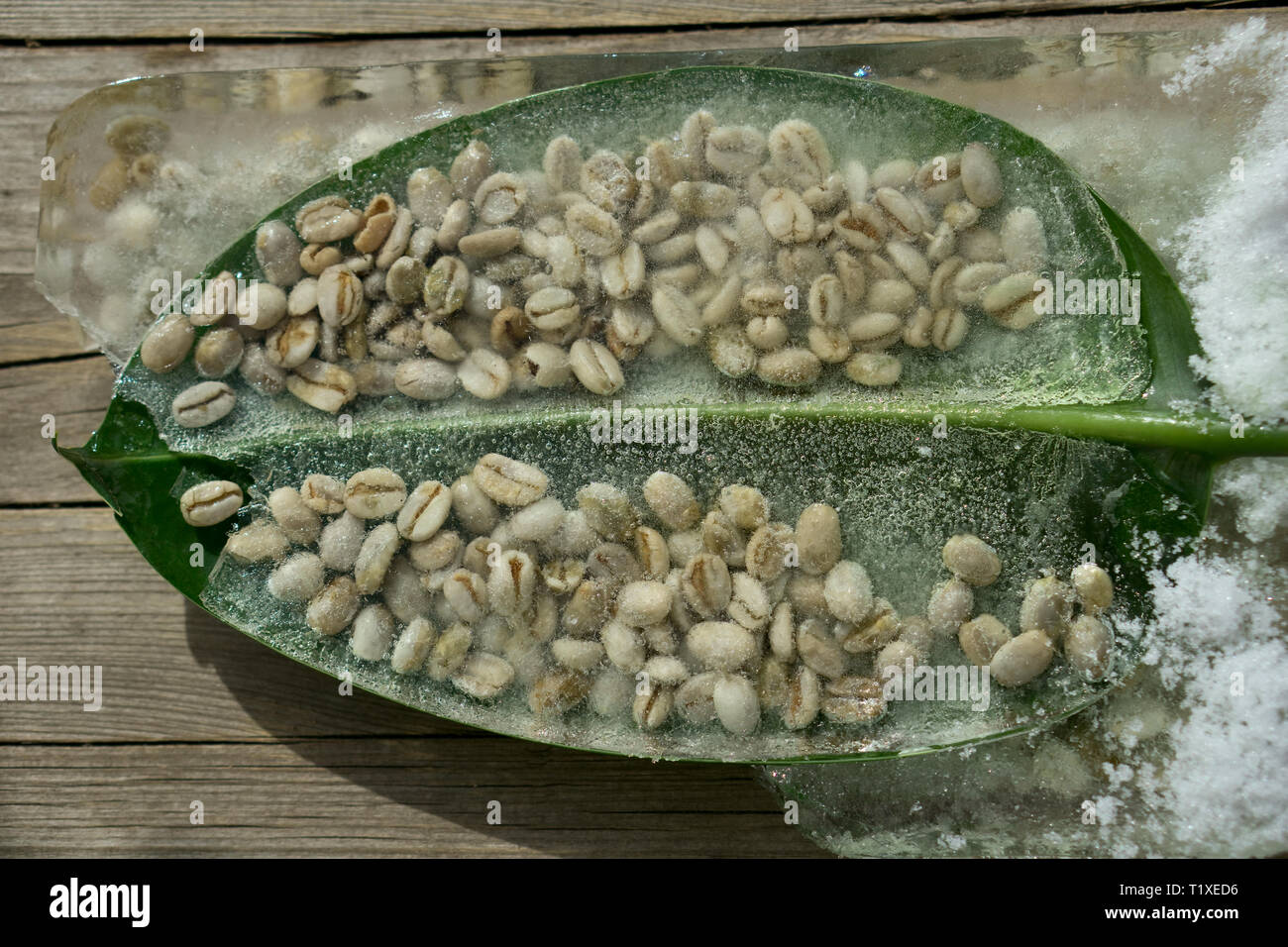 Arrière-plan de café vert dans des feuilles de ficus en ice cube avec des bulles d'air Banque D'Images