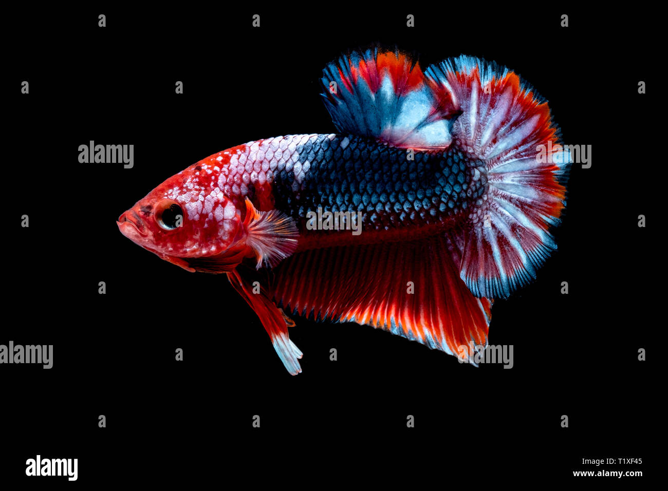 Betta poisson lutte dans l'aquarium black blackground Banque D'Images