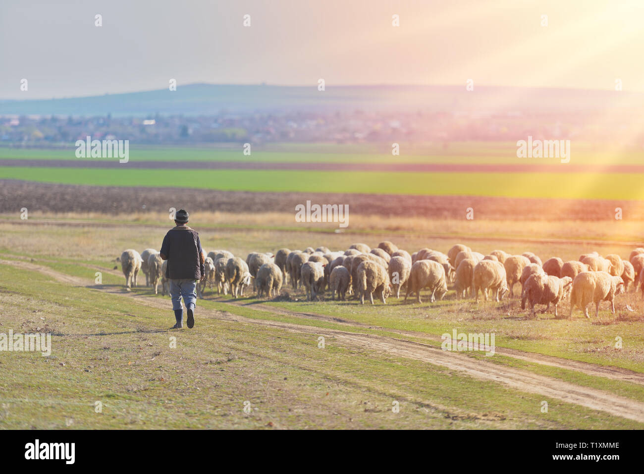Berger et troupeau de moutons au coucher du soleil avec une lumière chaude Banque D'Images