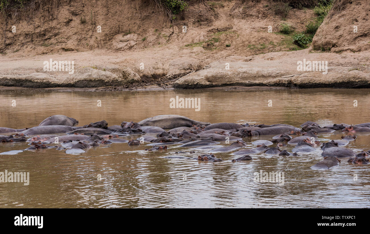 Hippopotames dans la rivière Mara Banque D'Images