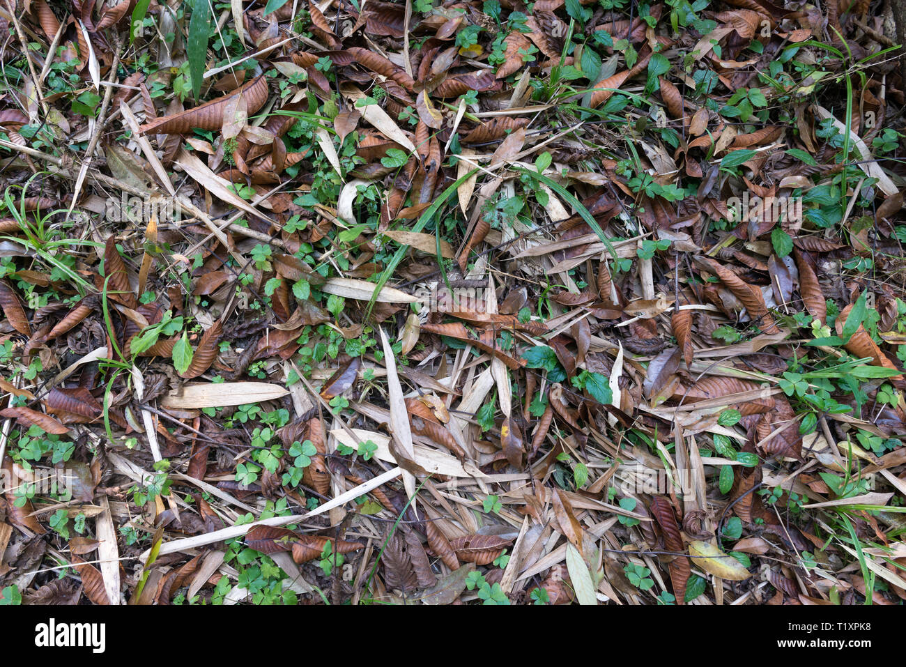 Une nature background - feuillage sur le sol de la forêt Banque D'Images