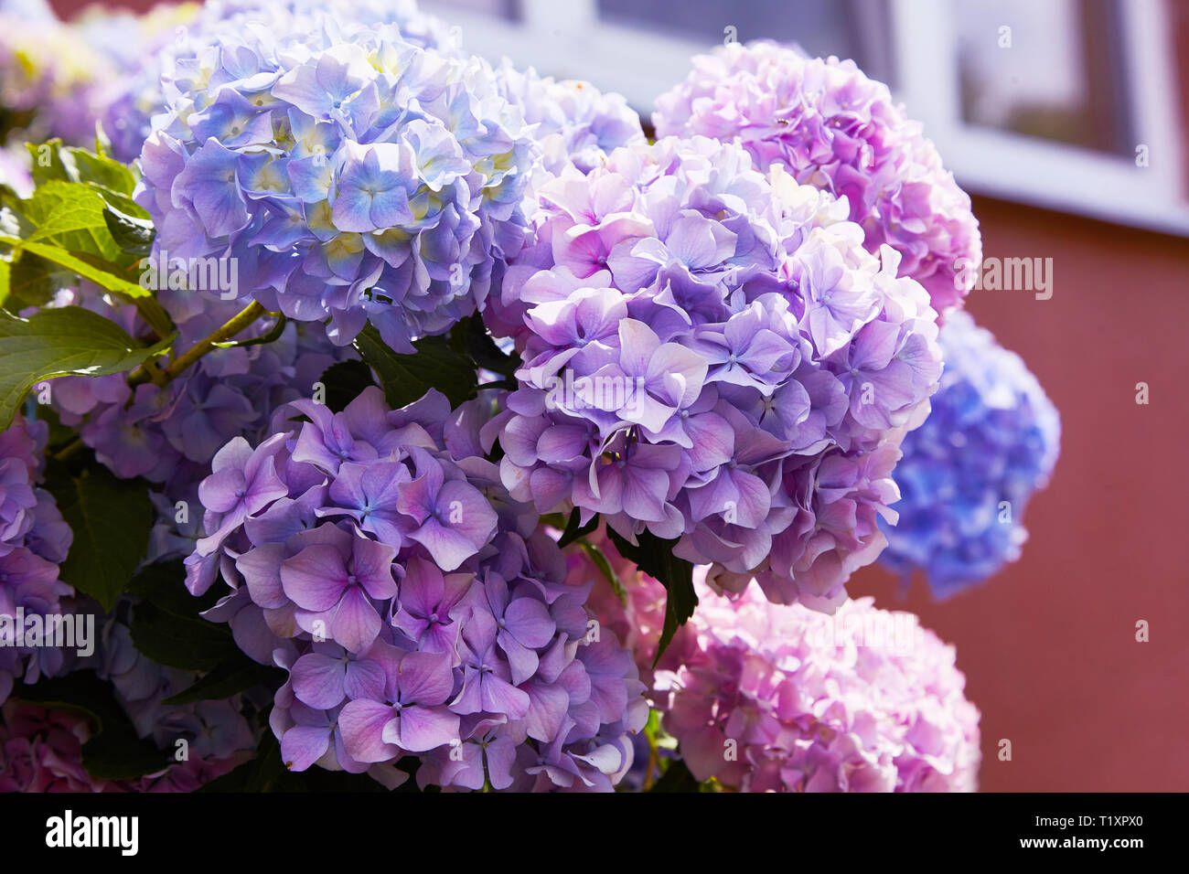 Rose, bleu, mauve, violet, violet fleur Hortensia (Hydrangea macrophylla)  qui fleurit au printemps et en été dans un jardin. L'Hydrangea macrophylla  Photo Stock - Alamy