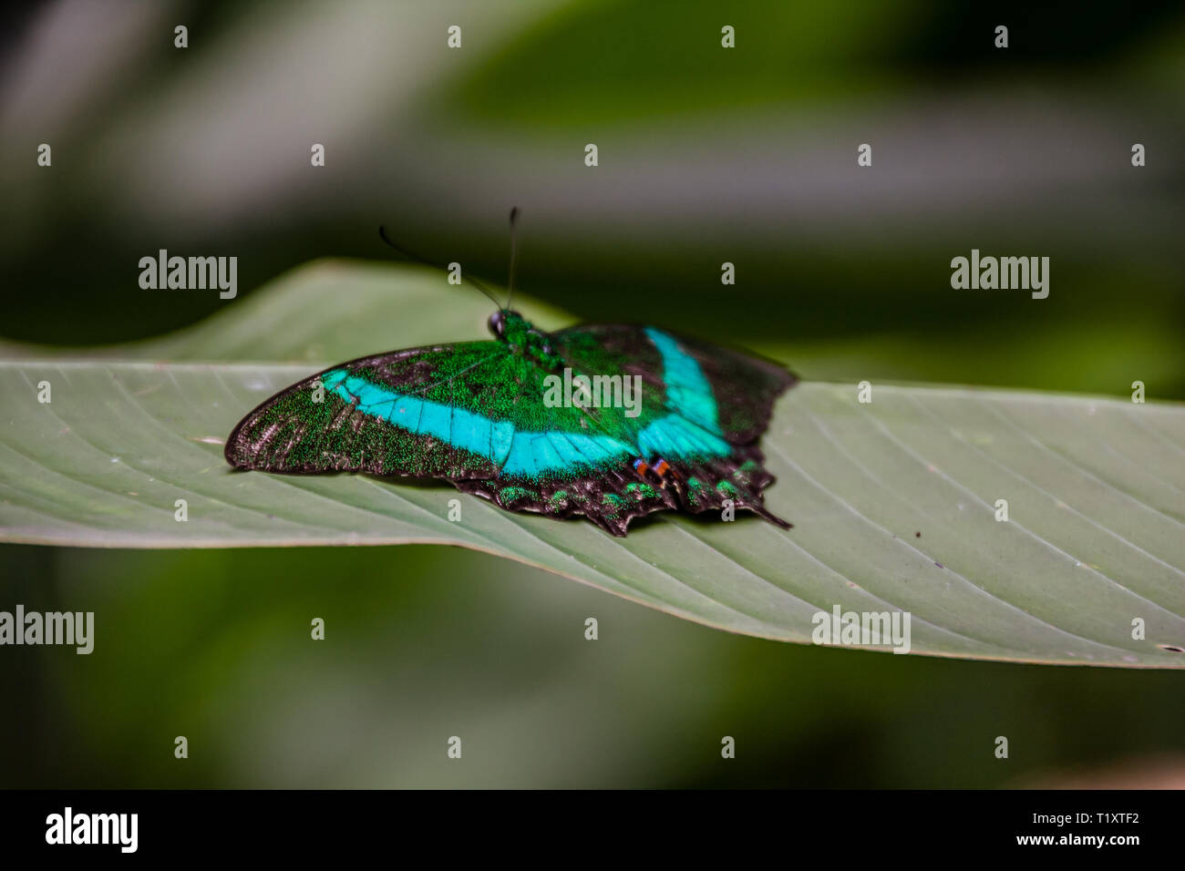 Papilio palinurus machaon émeraude, le paon vert émeraude, ou à bandes peacock Banque D'Images