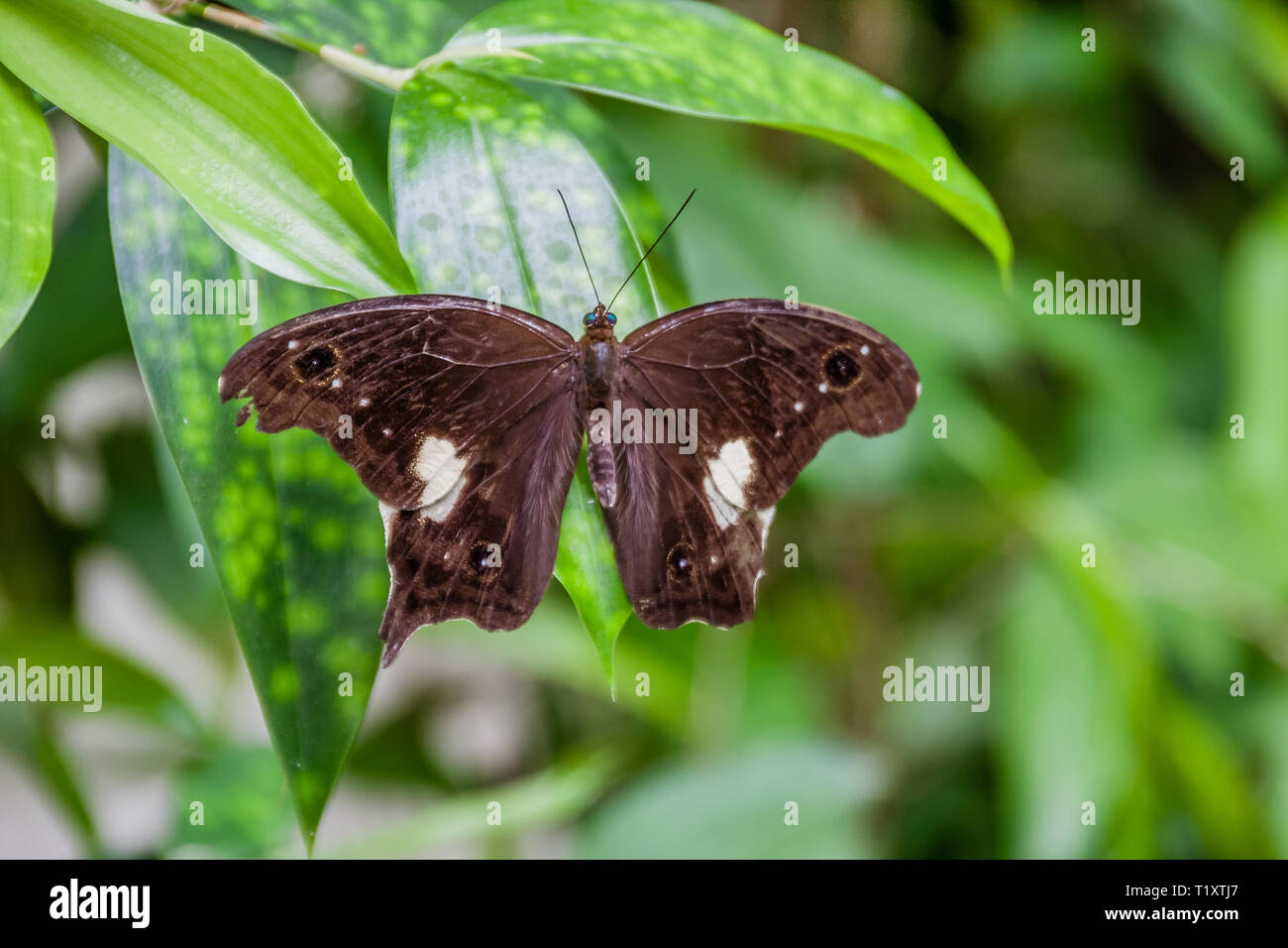 Malayan Owl butterfly (Neorina neophyta lowii) Banque D'Images
