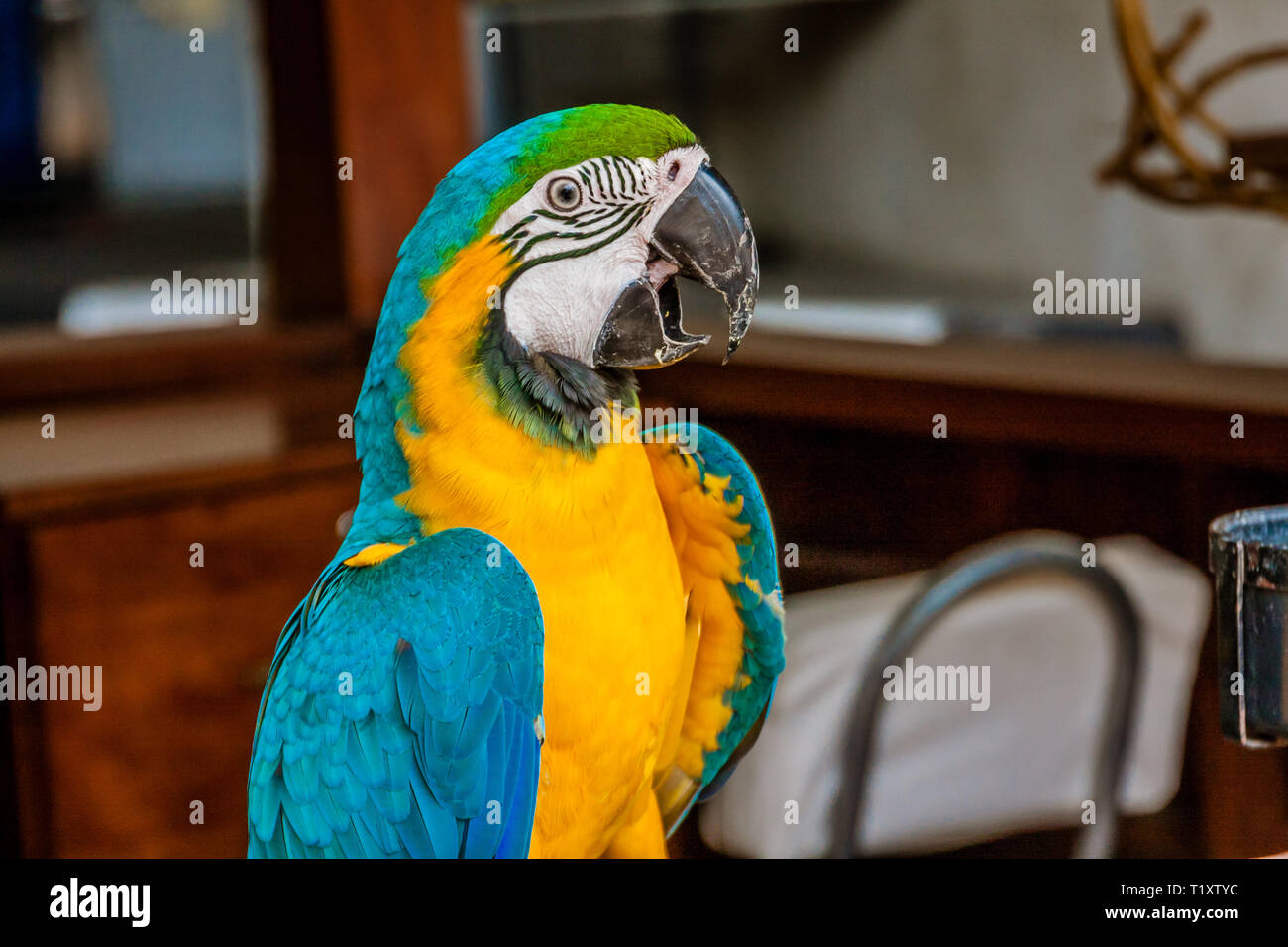 Le bleu-et-jaune macaw (Ara ararauna), également connu sous le nom de bleu et or, Ara est un grand perroquet d'Amérique du Sud Banque D'Images