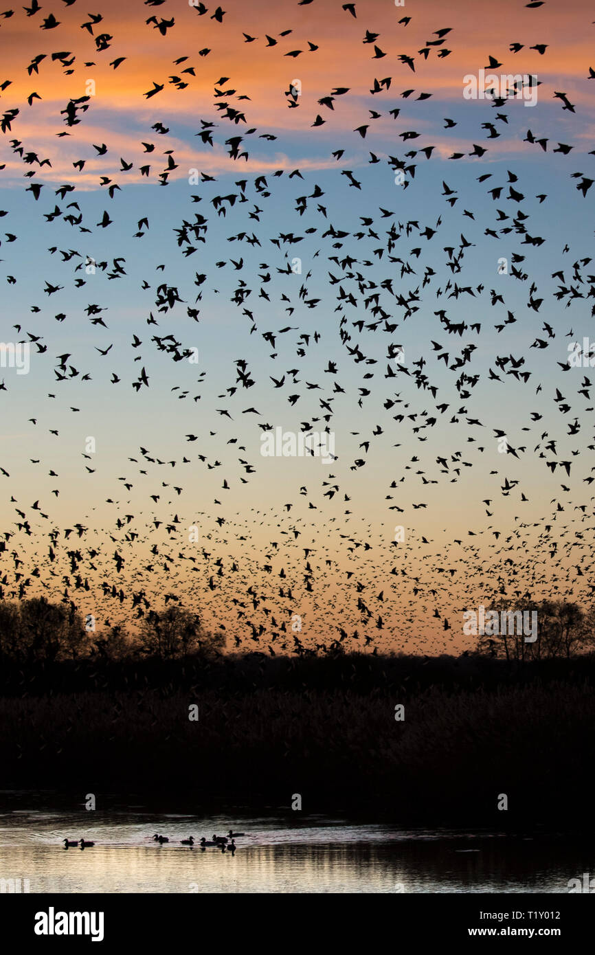 Coucher de soleil spectaculaire murmuration d'étourneaux, des milliers d'oiseaux en vol pour se percher et canards dans les marais, les niveaux de Somerset UK Banque D'Images