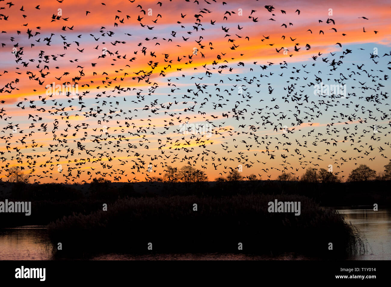 Coucher de soleil spectaculaire murmuration d'étourneaux, forme des milliers d'oiseaux en vol de modèle se percher dans Somerset Levels marais, UK Banque D'Images
