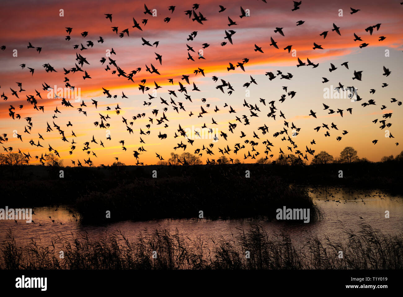 Coucher de soleil spectaculaire murmuration d'étourneaux, forme des milliers d'oiseaux en vol de modèle se percher dans Somerset Levels marais, UK Banque D'Images