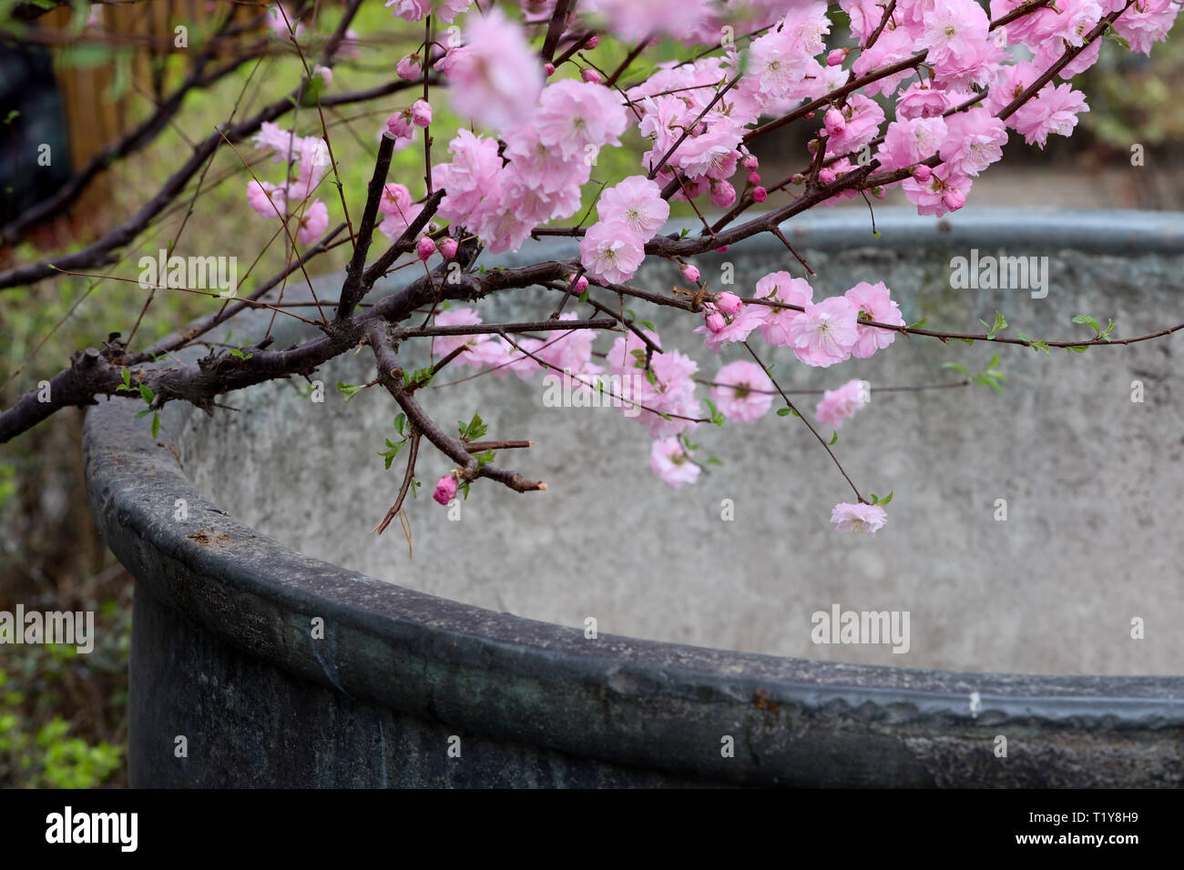 (190329) -- BEIJING, 29 mars 2019 (Xinhua) -- Photo prise le 28 mars 2019 montre des fleurs dans la Cité Interdite à Beijing, capitale de la Chine. (Xinhua/Meng Dingbo) Banque D'Images