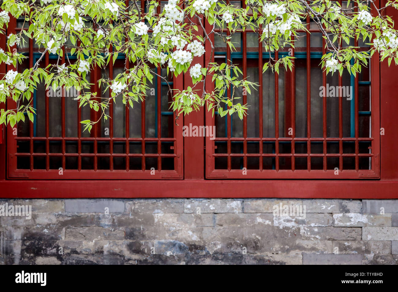 (190329) -- BEIJING, 29 mars 2019 (Xinhua) -- Photo prise le 28 mars 2019 montre des fleurs dans la Cité Interdite à Beijing, capitale de la Chine. (Xinhua/Meng Dingbo) Banque D'Images