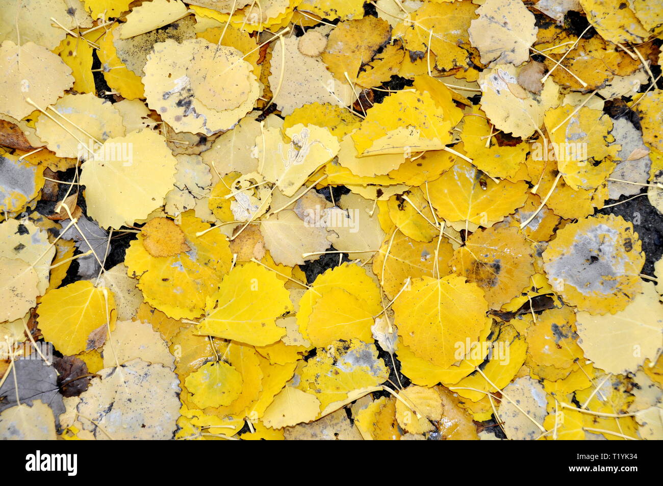 Couleur d'automne jaune feuilles de tremble portant sur le terrain Banque D'Images