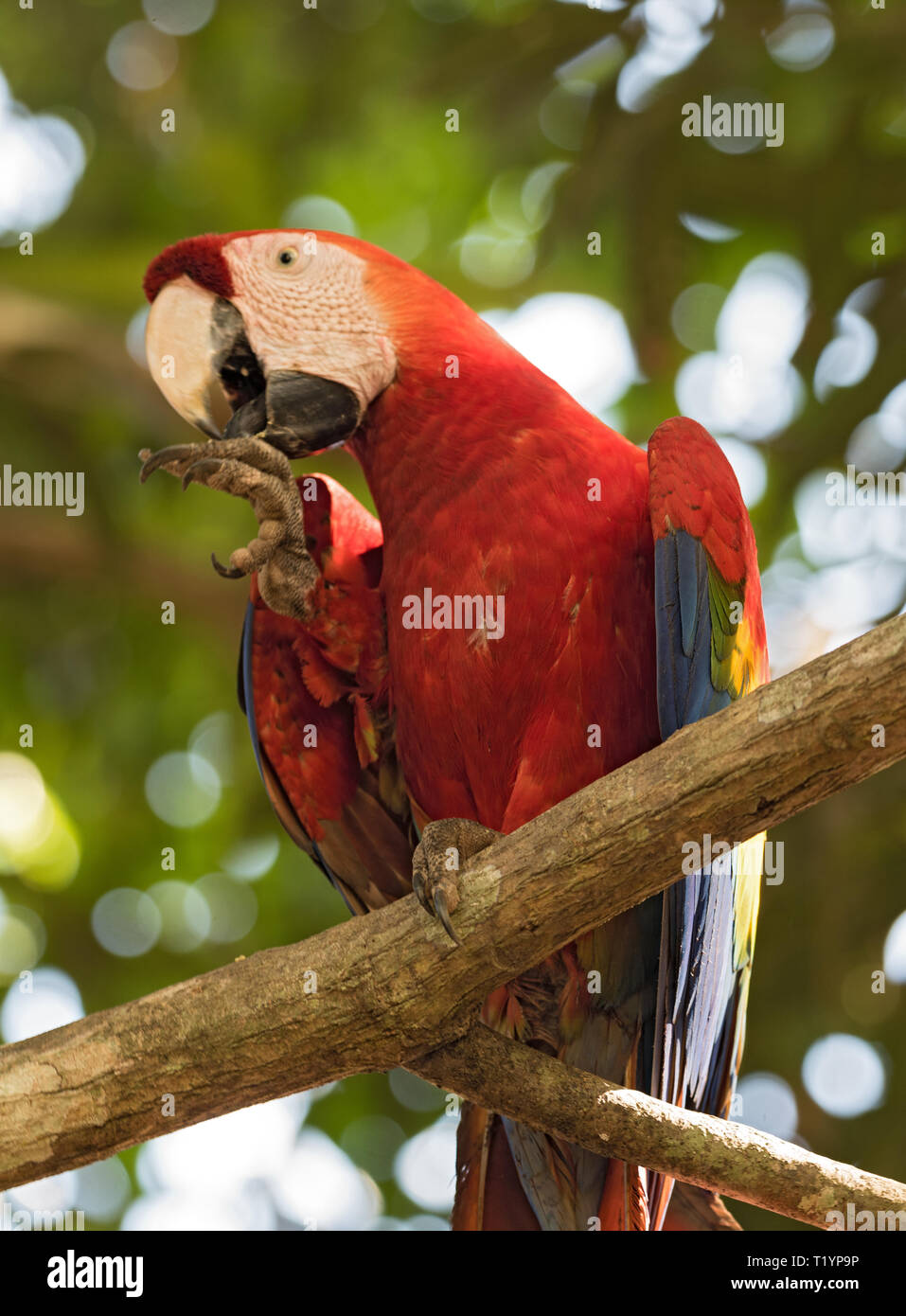 Perroquet rouge et vert s'asseoir sur une branche d'arbre Panama Banque D'Images