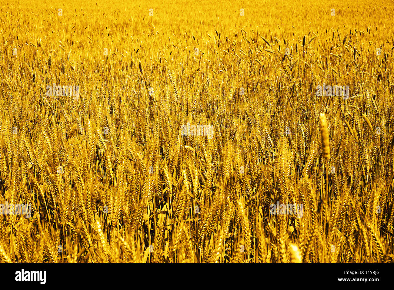 Photo de champs de blé vert pour baisakhi festival. Banque D'Images