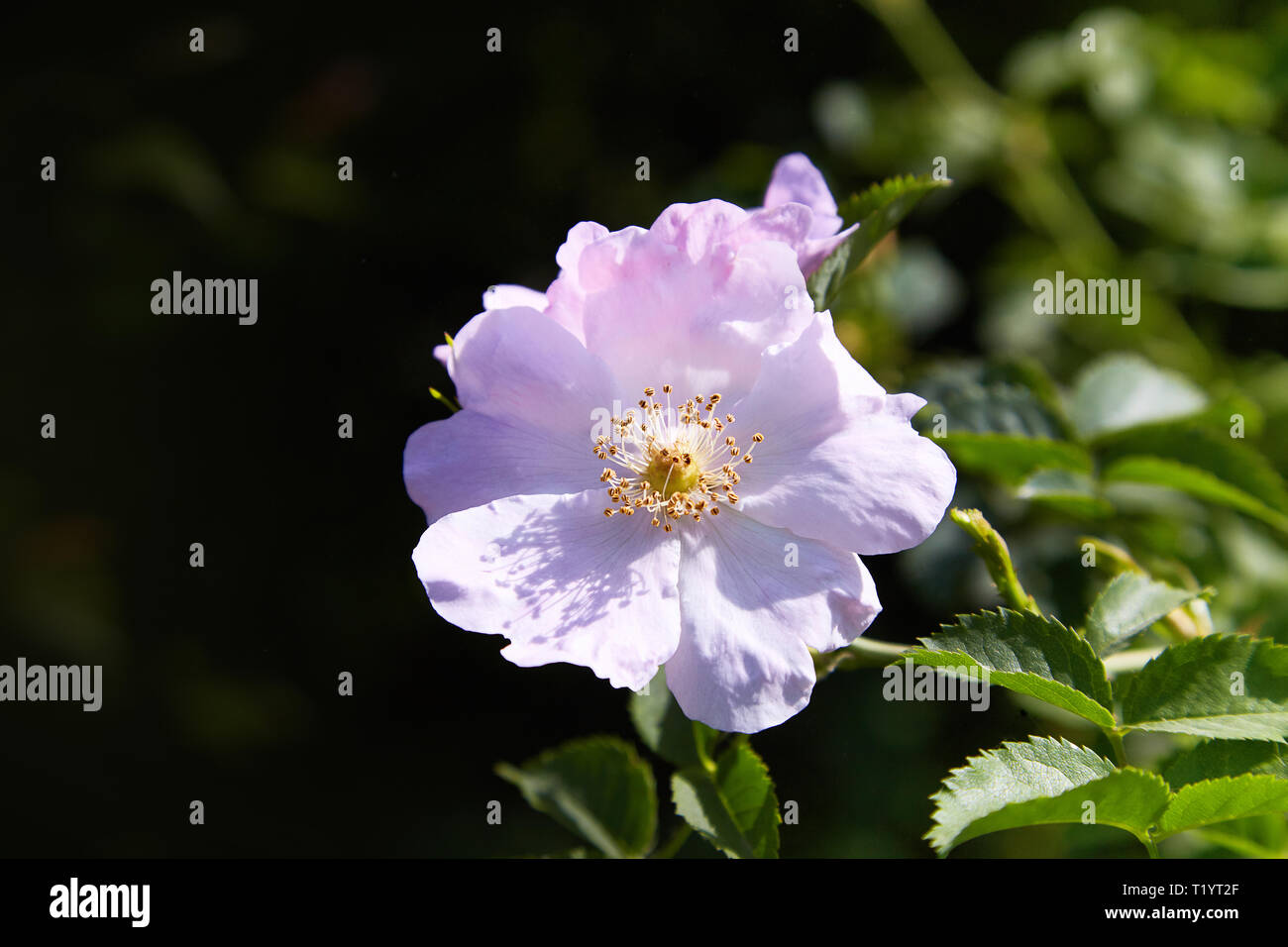 / Dogrose dogrose belles fleurs d'une fleur dans un jardin au printemps Banque D'Images