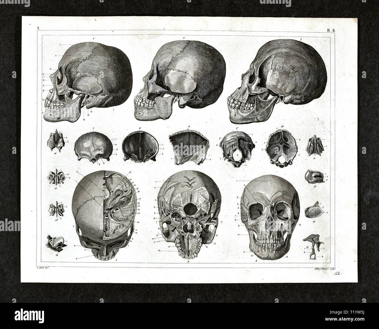 1849 Illustration médicale de l'anatomie humaine en se concentrant sur le crâne et de la tête Banque D'Images