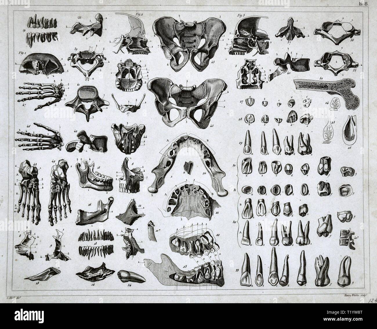 1849 Illustration médicale de l'anatomie humaine montrant le système squelettique Banque D'Images