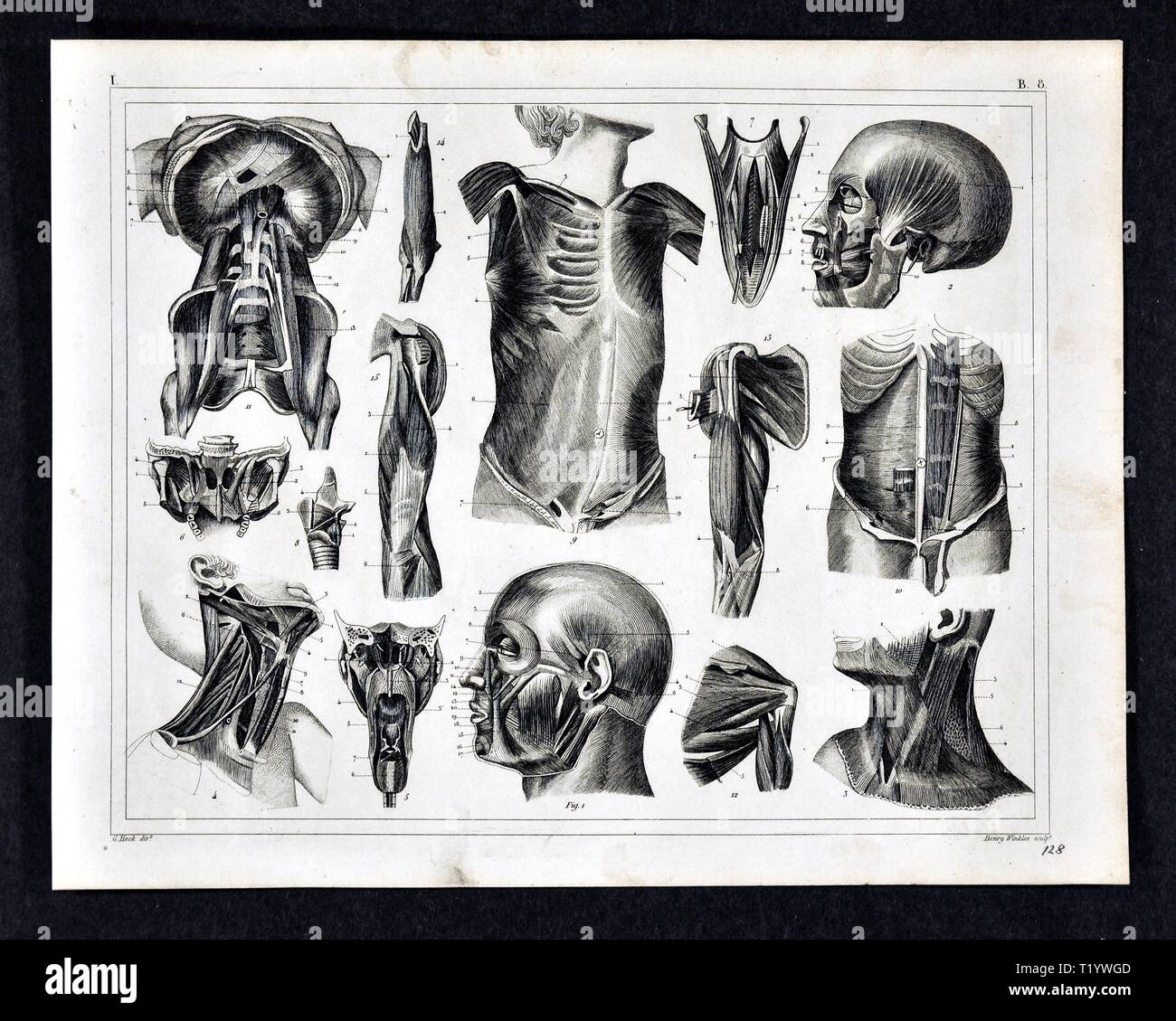 1849 Illustration médicale d'Anatomie Humaine Banque D'Images