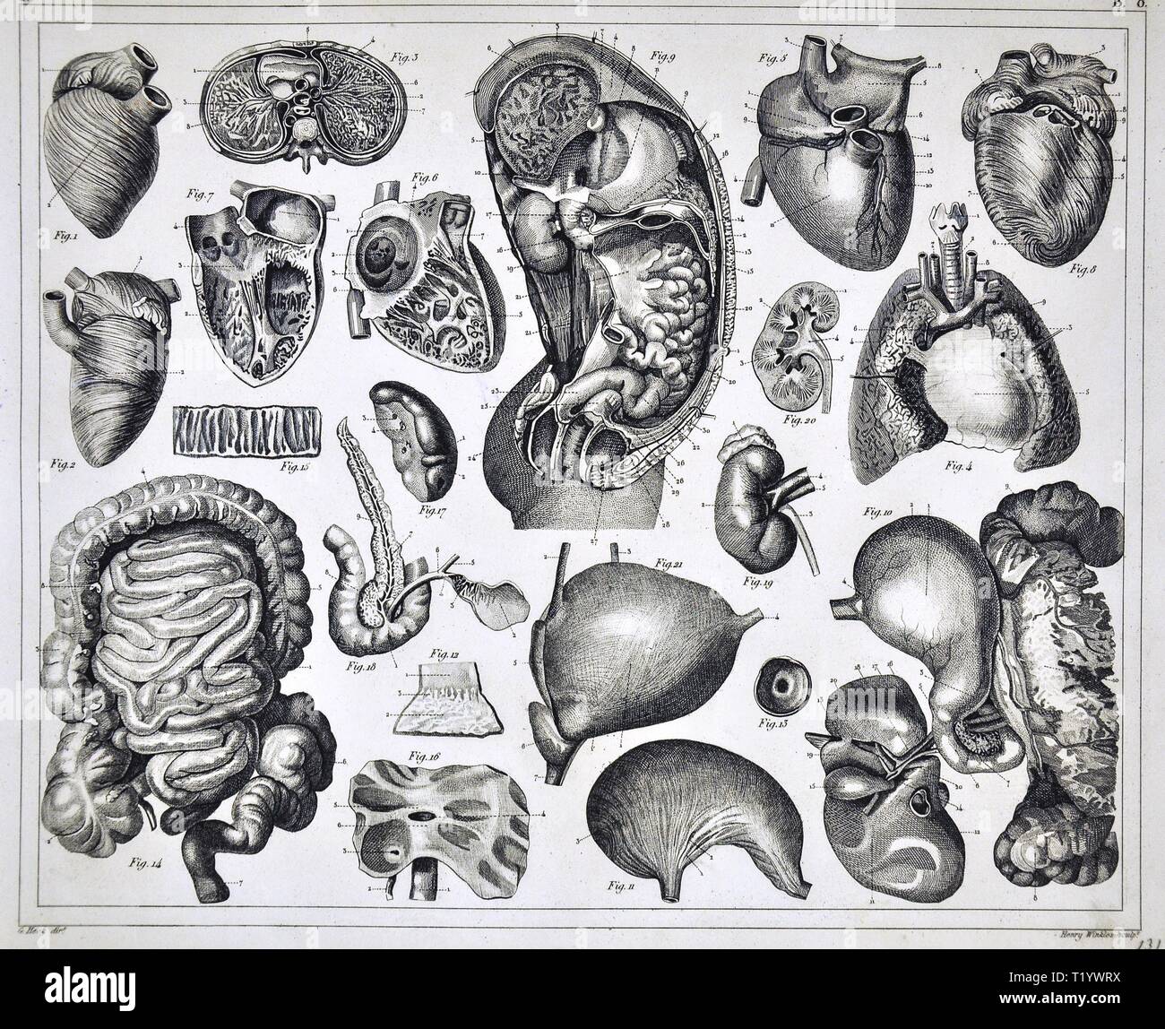 1849 Illustration médicale de l'anatomie humaine montrant le Cœur, intestin, poumon, estomac, foie, reins de l'abdomen et le thorax Banque D'Images