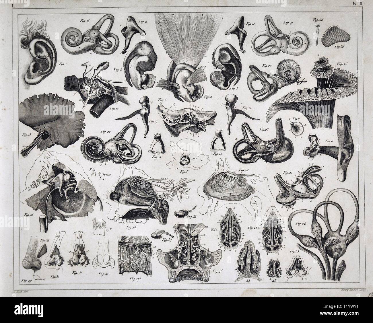 1849 Illustration médicale de l'anatomie humaine des oreilles, du nez et de la gorge Banque D'Images