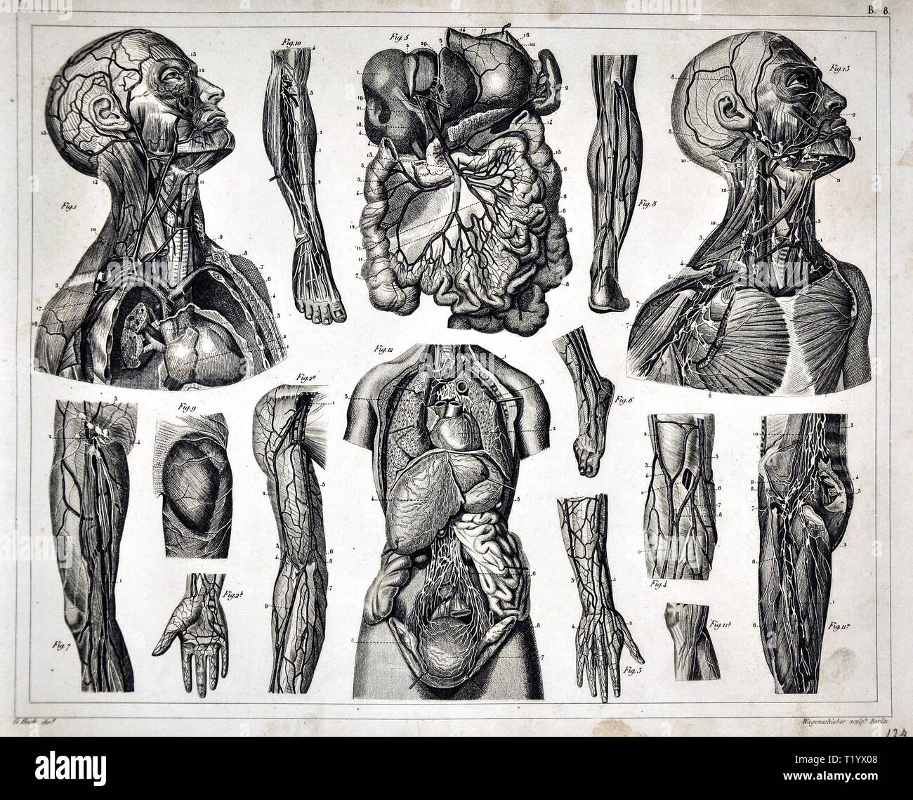 1849 Illustration médicale de l'anatomie humaine montrant le système circulatoire et des organes de l'abdomen, du cou et de la hanche Banque D'Images