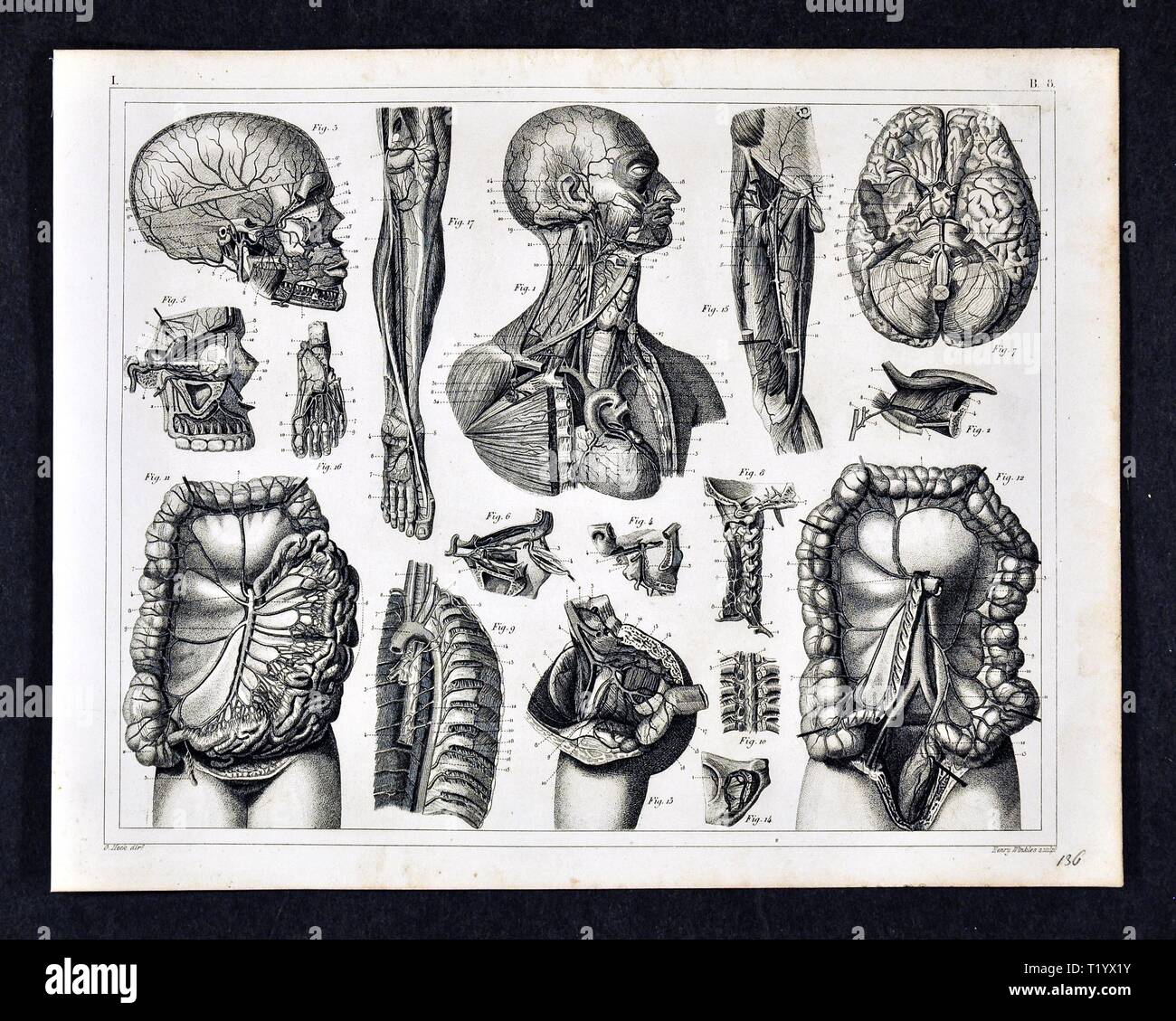 1849 Illustration médicale de l'anatomie du système circulatoire Banque D'Images
