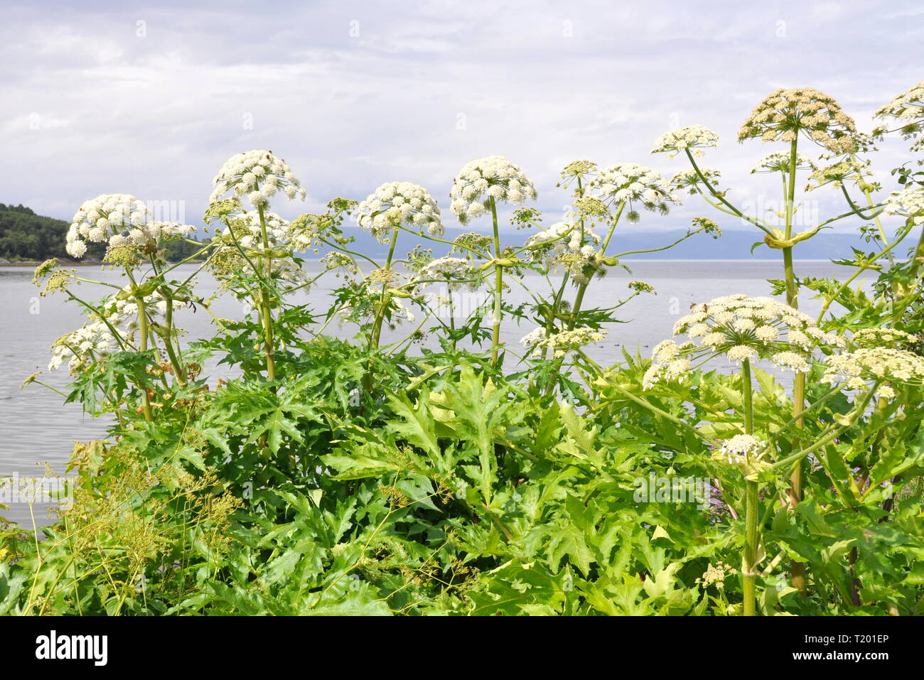 La présence de plantes envahissantes berce du Caucase Heracleum persicum persan Banque D'Images