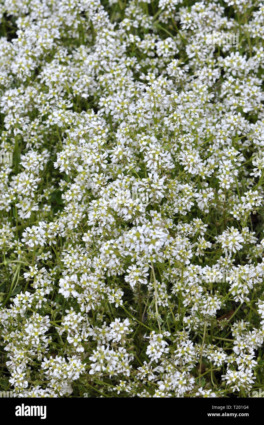 Cochlearia officinalis commun Scurvygrass Banque D'Images