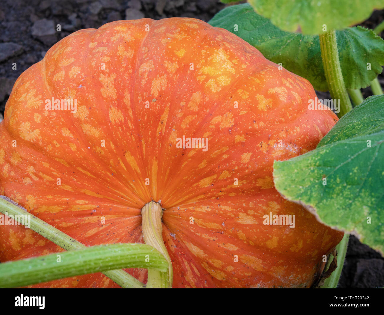 Citrouilles d'automne dans un jardin. Close up Banque D'Images