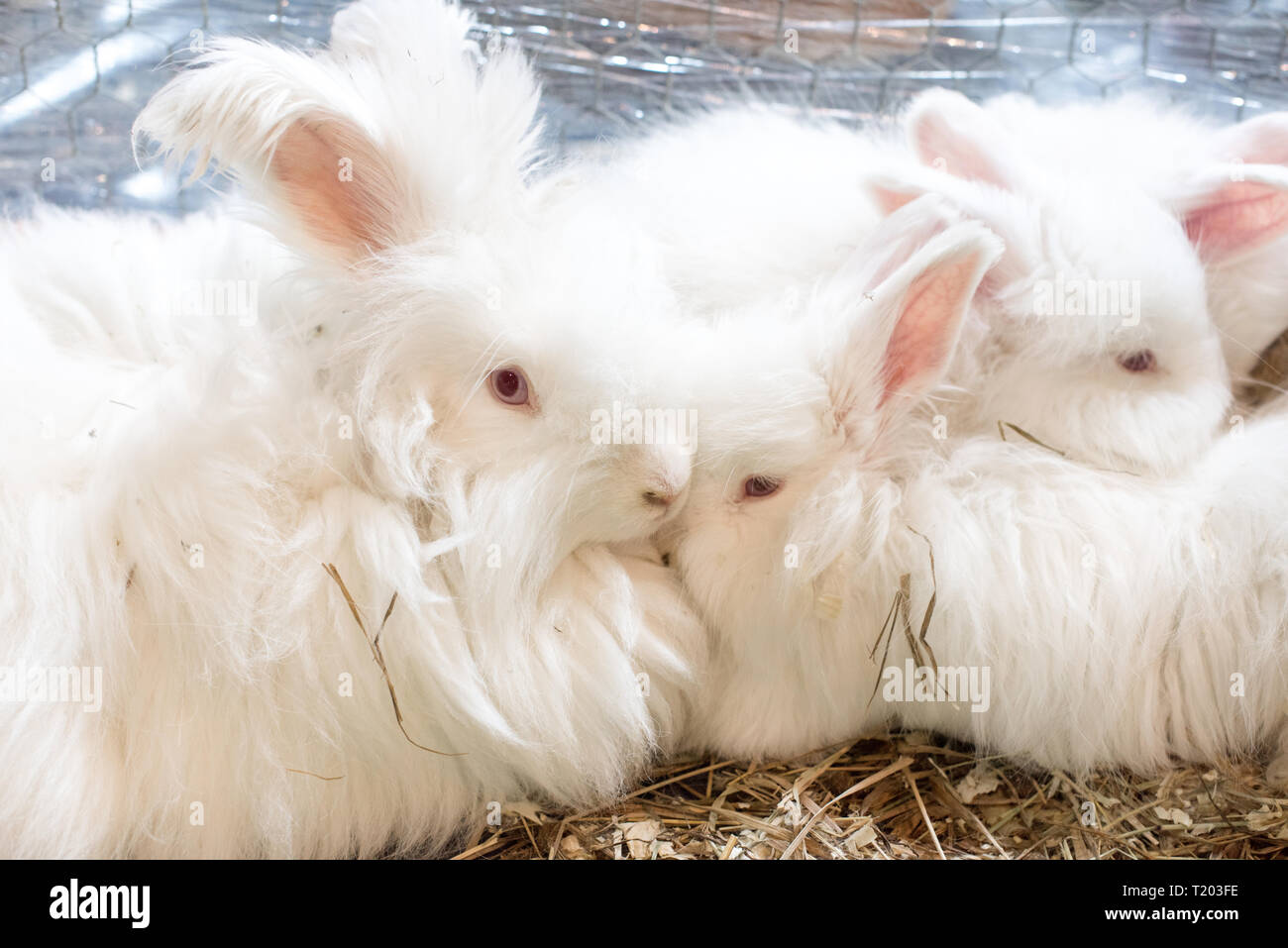 Trois funny lapin angora moelleux et soyeux avec de la laine blanche dans une cage. Banque D'Images