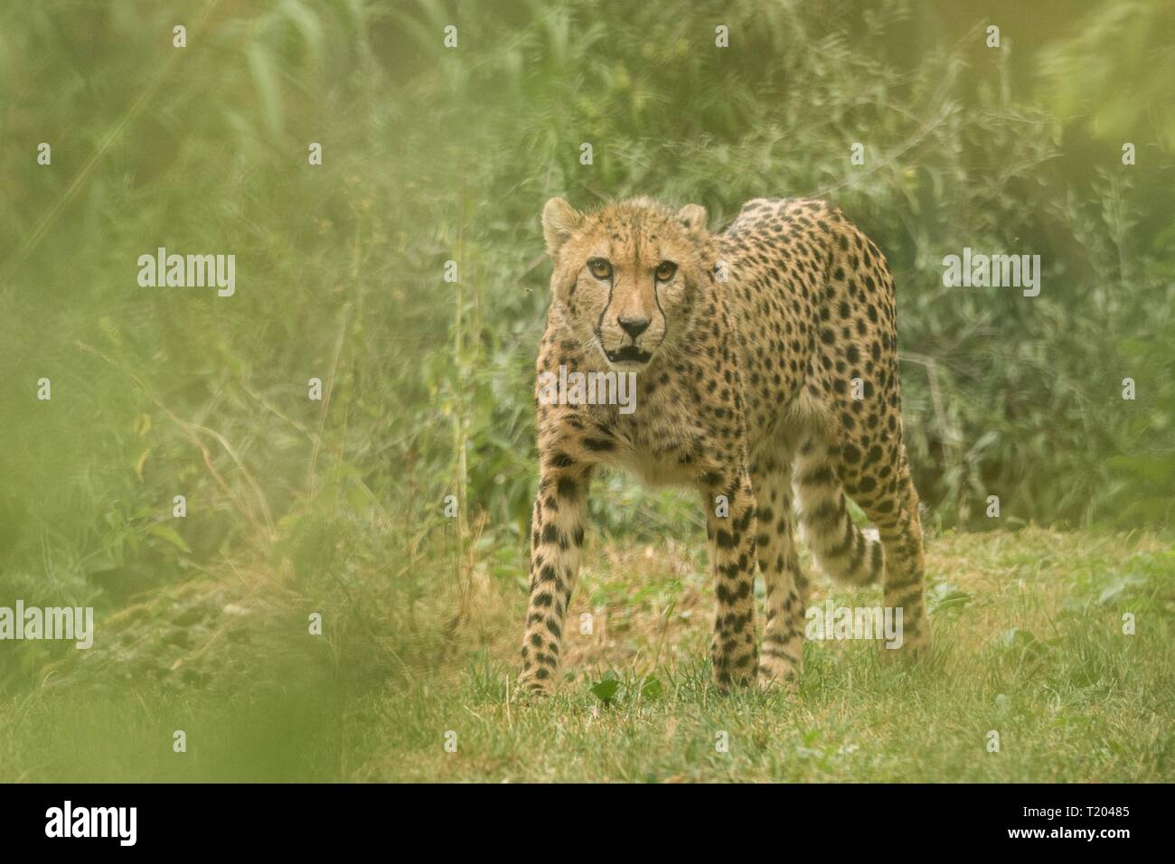 Le Guépard (Acinonyx jubatus), beau chat en captivité au zoo, Big cat lying on grass, prédateur de l'Afrique de l'élégant Banque D'Images