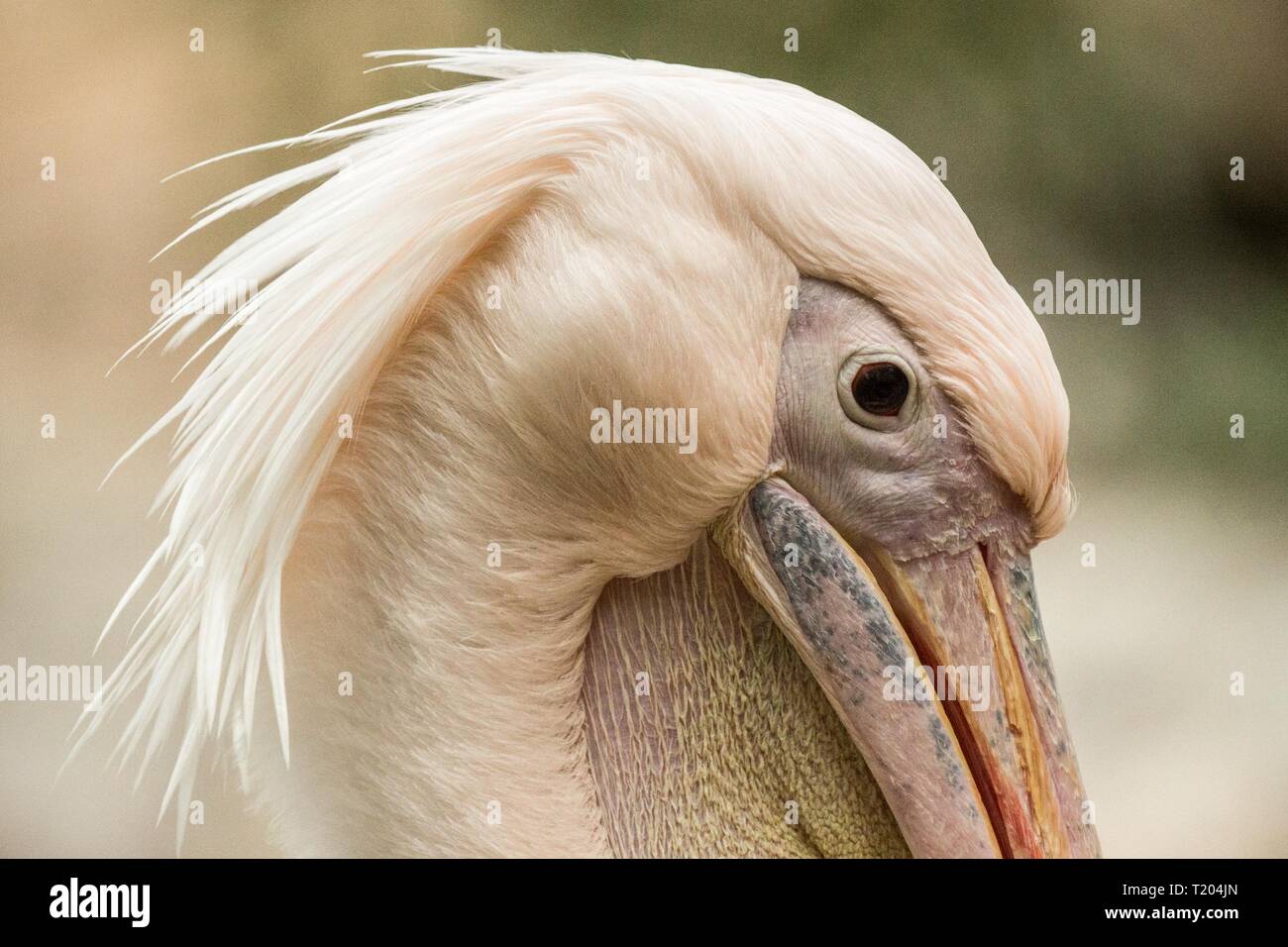 Pelican Pelecanus onocrotalus au zoo, ses plumes toilettage pelican solo, beaux oiseaux rosâtre près de Pond, l'eau oiseau dans son environnement, Close up Banque D'Images