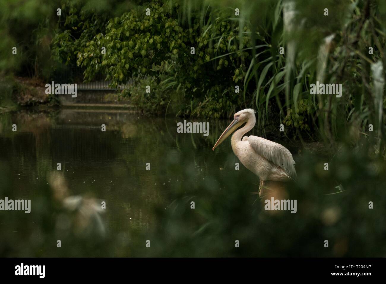 Pelican Pelecanus onocrotalus au zoo, ses plumes toilettage pelican solo, beaux oiseaux rosâtre près de Pond, l'eau oiseau dans son environnement, Close up Banque D'Images