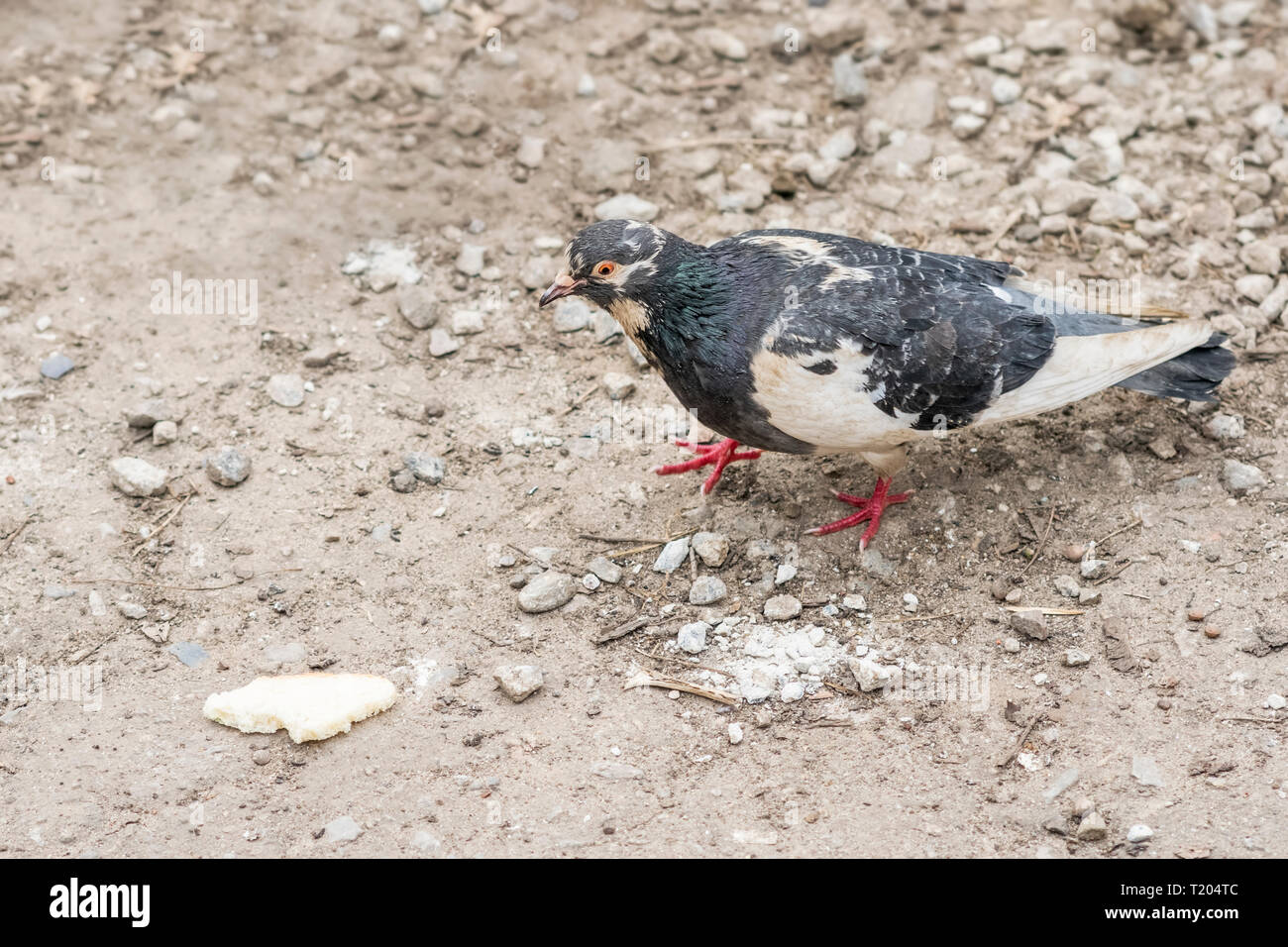 Spotted dove est sur le terrain dans le sens d'une tranche de pain Banque D'Images