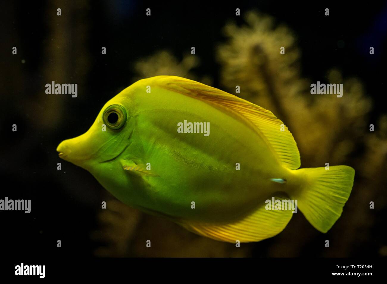 Tang, Zebrasoma flavescens (jaune), des poissons de récifs coralliens, les poissons marins d'eau salée, beau poisson jaune avec les coraux tropicaux en arrière-plan, aquarium, wallp Banque D'Images
