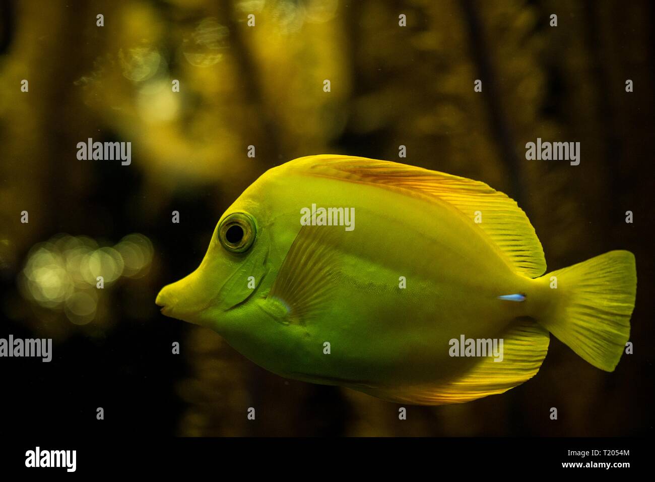 Tang, Zebrasoma flavescens (jaune), des poissons de récifs coralliens, les poissons marins d'eau salée, beau poisson jaune avec les coraux tropicaux en arrière-plan, aquarium, wallp Banque D'Images