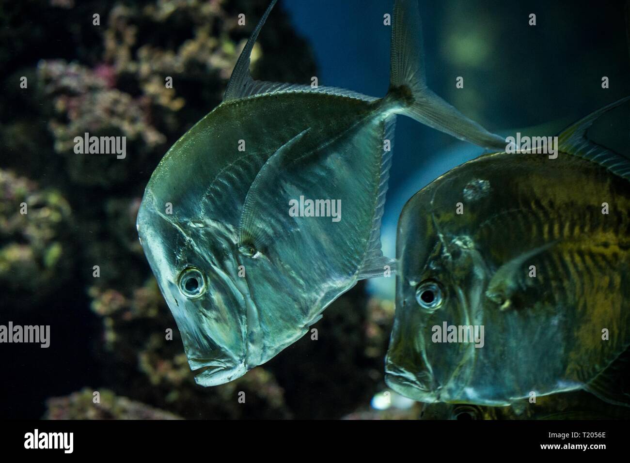 Vomer lookdown (Selene), l'aquarium tropical avec des poissons, l'eau salée, de poissons de mer poisson américain intéressant Banque D'Images