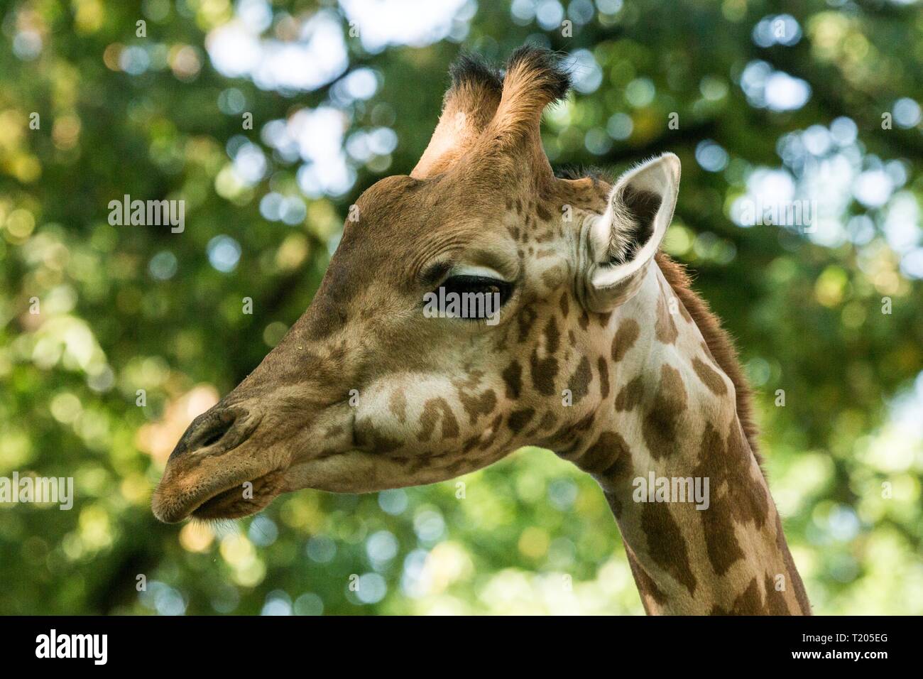 La Girafe (Giraffa camelopardalis), même africains-toed mammifère ongulé, la plus grande de toutes les espèces animales vivant à terre, portrait d'un magnifique Banque D'Images