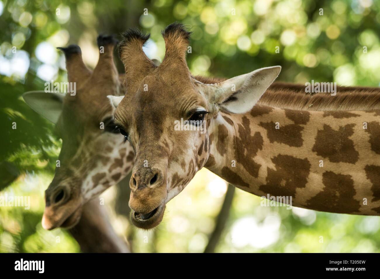 La Girafe (Giraffa camelopardalis), même africains-toed mammifère ongulé, la plus grande de toutes les espèces animales vivant à terre, portrait d'un magnifique Banque D'Images