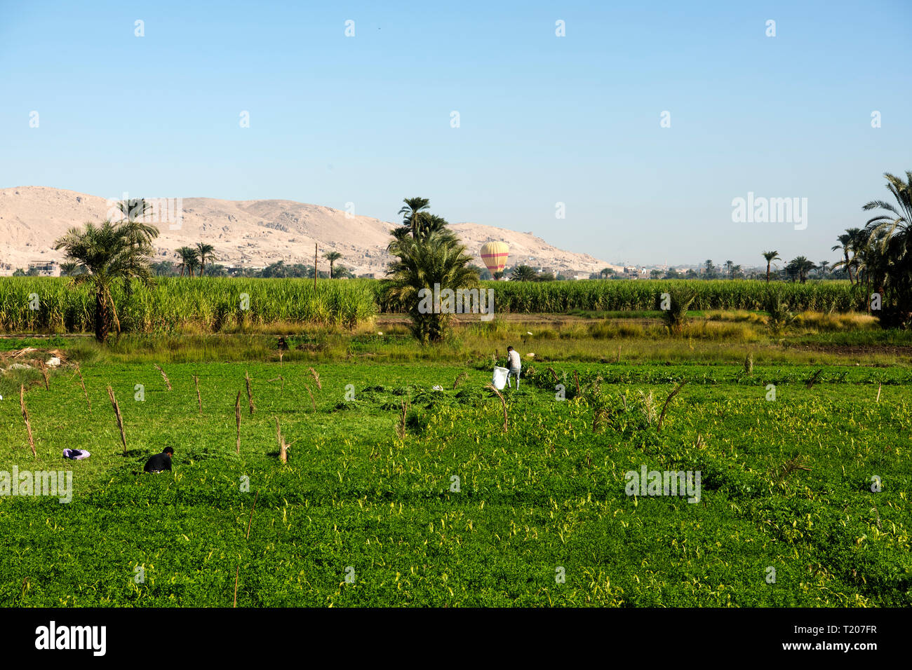 Egypte, Louxor, Theben-West, Banque D'Images