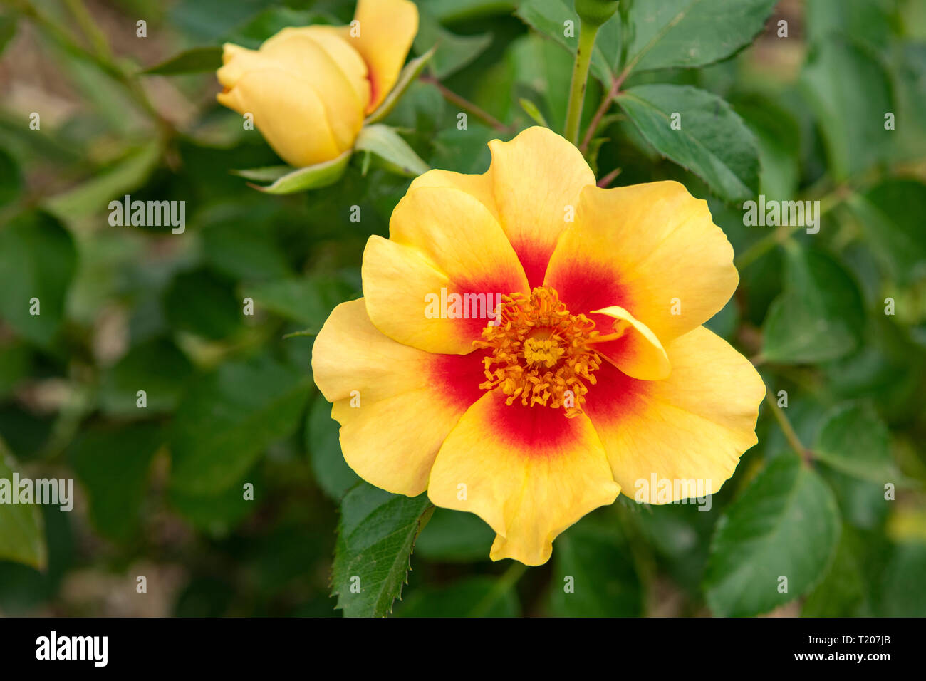 Paeonia lutea, expérience d'or pivoine arbustive avec Bee Banque D'Images