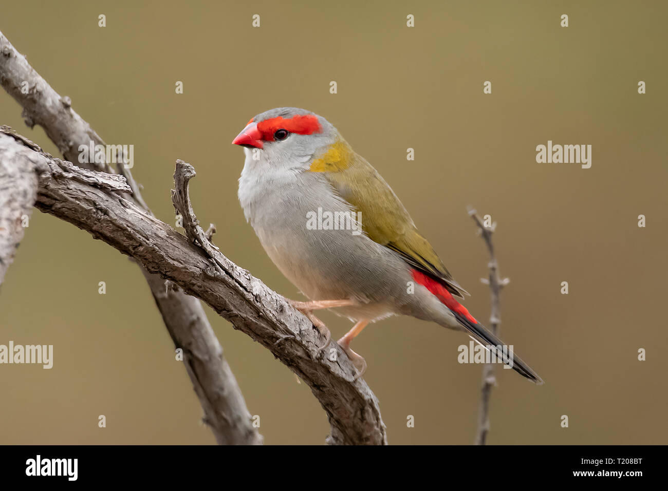Red-browed Finch, Neochmia temporalis au Parc Historique Woodlands, Tullamarine, Victoria, Australie Banque D'Images