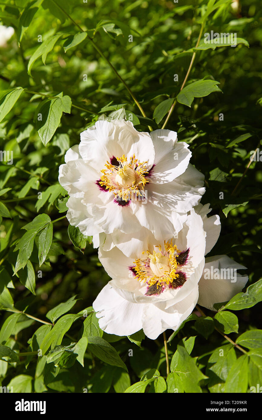 La pivoine d'arbres en fleurs. Big White pivoines fleurissent au printemps. Paeonia rockii. Banque D'Images