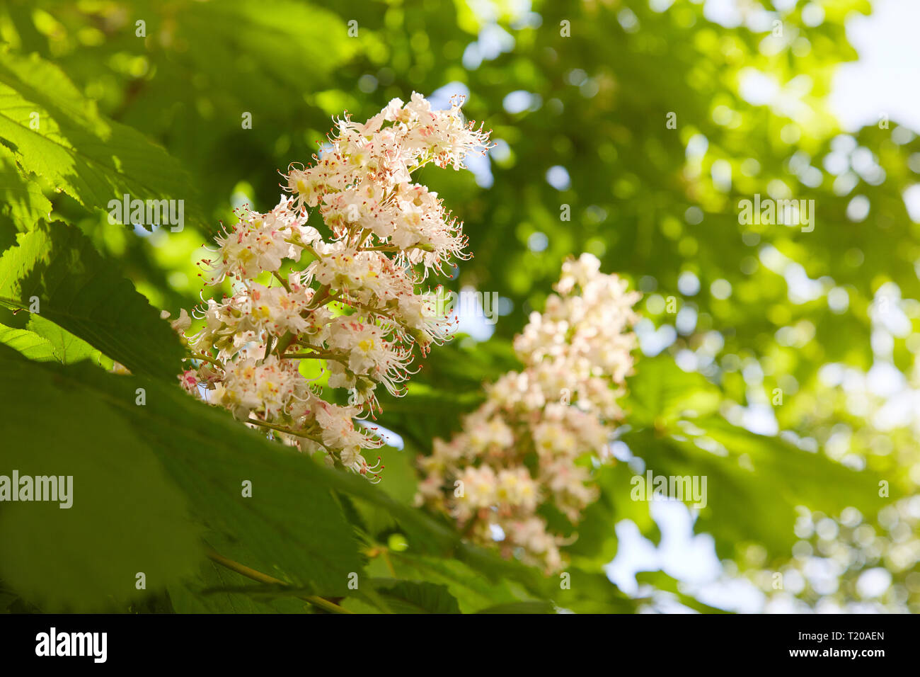 Fleurs de châtaigniers au printemps dans le parc. Banque D'Images
